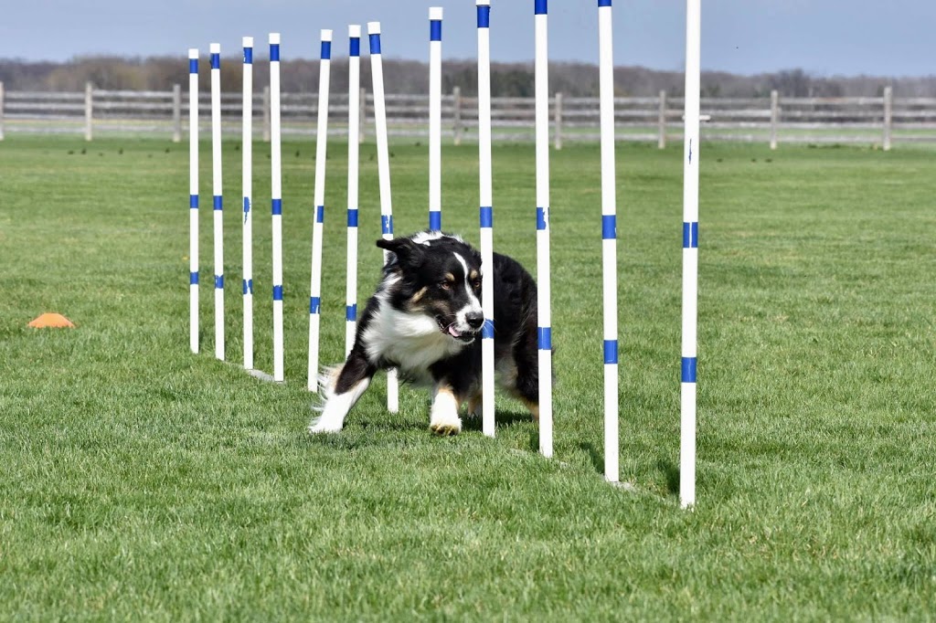 Flash Go. Dog Training | 2886 London Line, Sarnia, ON N7T 7H2, Canada | Phone: (519) 466-5819