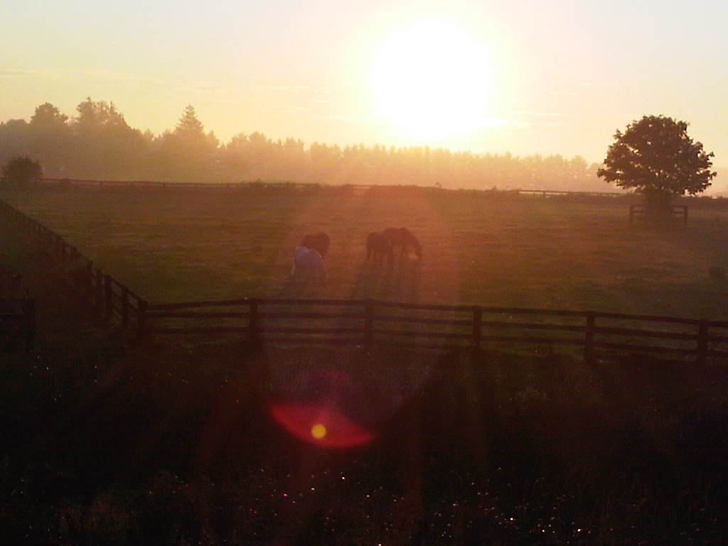Blue Heron Equestrian | 1880 Concession 4 W, Troy, ON L0R 2B0, Canada | Phone: (905) 717-5027