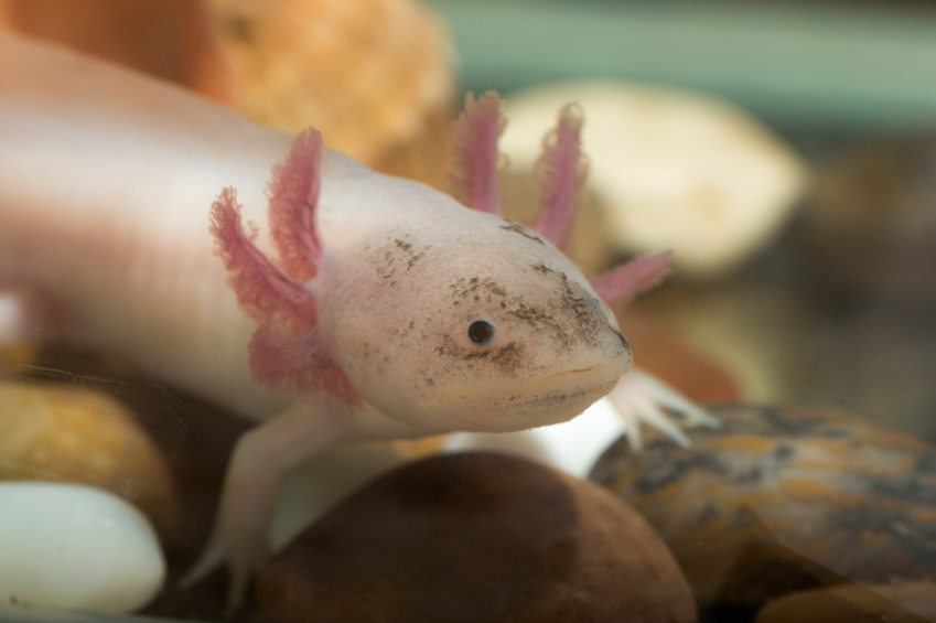 I Axolotl | 35 LILE-PERROT, LÎle-Perrot, QC J7V 9N2, Canada | Phone: (438) 390-4989