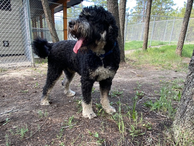 Picture Valley Dog Boarding | 4300 Fenwick Rd, Fort Steele, BC V0B 1N0, Canada | Phone: (250) 908-1962