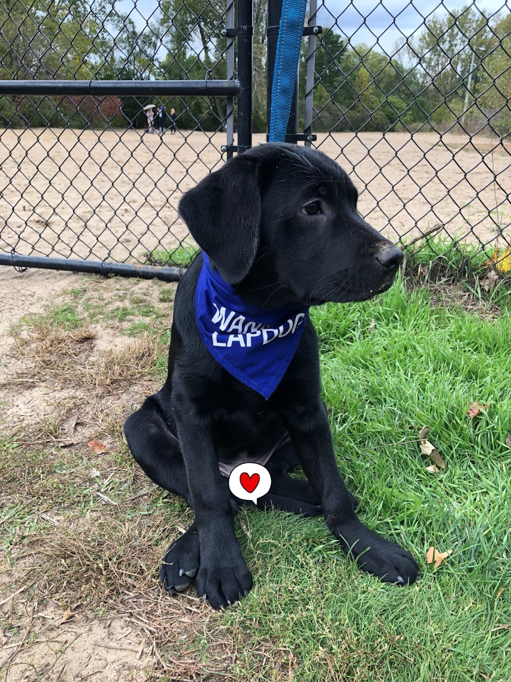 Ruff Ranch Kennel | 4441 Perth 107, Gads Hill, ON N0K 1J0, Canada | Phone: (519) 703-8241