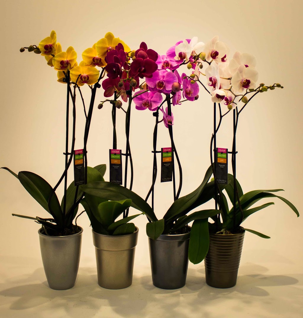 CosMic Plants Inc. | 4665 Bartlett Rd, Beamsville, ON L0R 1B1, Canada | Phone: (905) 562-9389