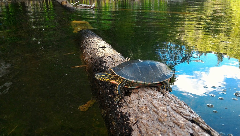 Fishing Spot At Gardom | Main Island, Columbia-Shuswap D, BC V0E, Columbia-Shuswap D, BC V0E, Canada | Phone: (250) 859-3464
