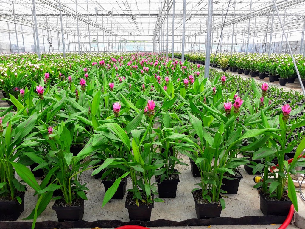 Hendriks Andrew & Sons Greenhouses Inc | 5095 N Service Rd, Beamsville, ON L0R 1B3, Canada | Phone: (905) 563-8132
