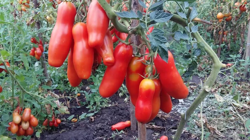 Vishenkas Heirloom Vegetables Inc. | Unnamed Road, De Winton, AB T0L 0X0, Canada | Phone: (403) 850-2077