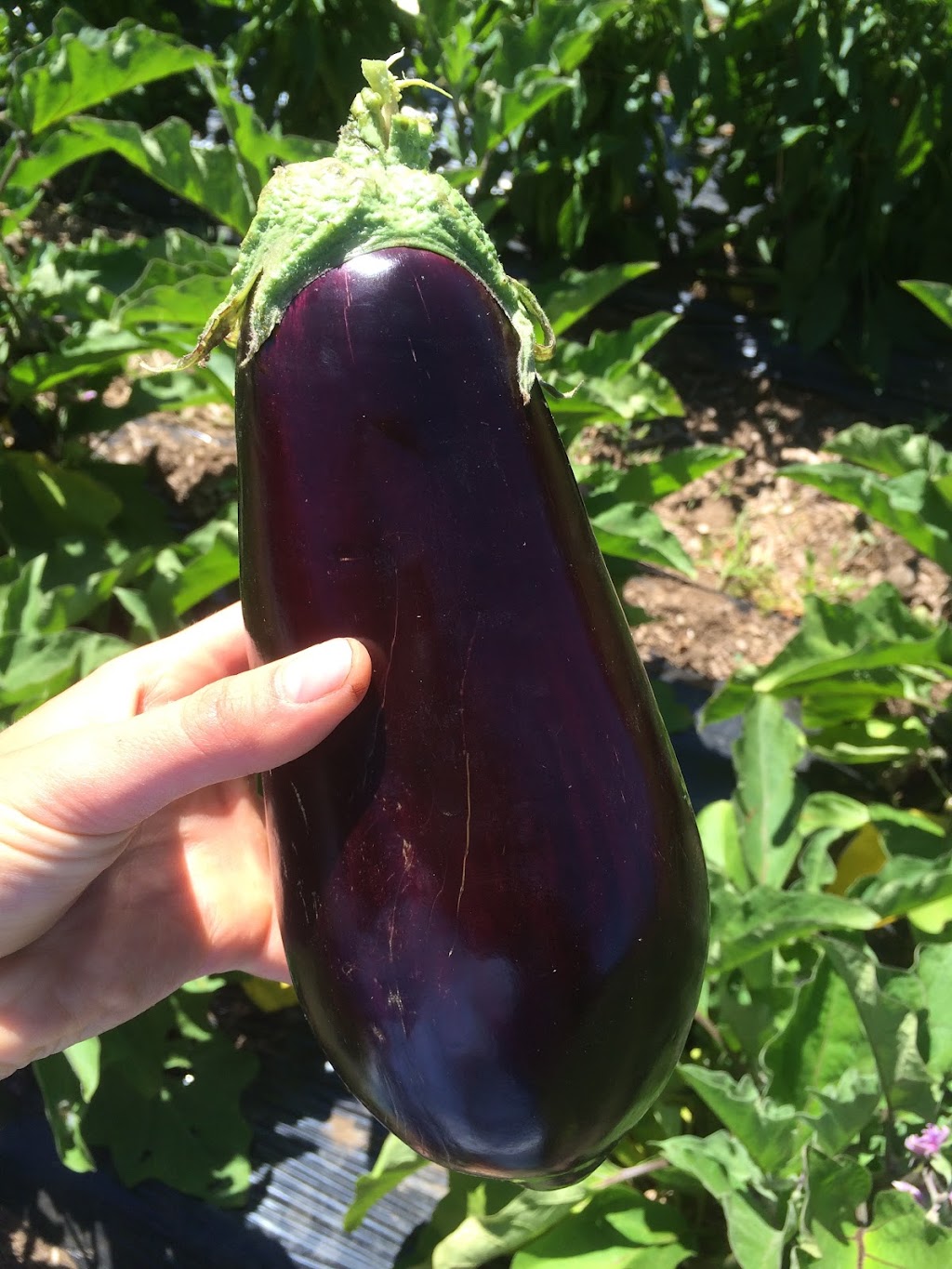 Root Haven Farm | 2814 Prince William St, Jordan Station, ON L0R 1S0, Canada | Phone: (226) 789-0914