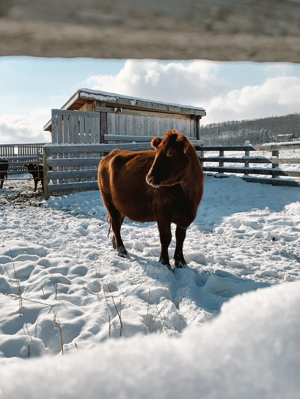 Iron Bull Ranch | 274193 209 St W, Millarville, AB T0L 1K0, Canada | Phone: (647) 618-4369