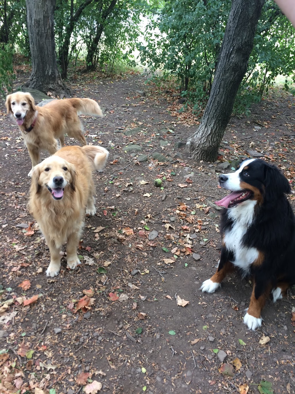 Puppy Dog Trails | 1358 Odessa Crescent, Oakville, ON L6H 1R8, Canada | Phone: (647) 376-7832