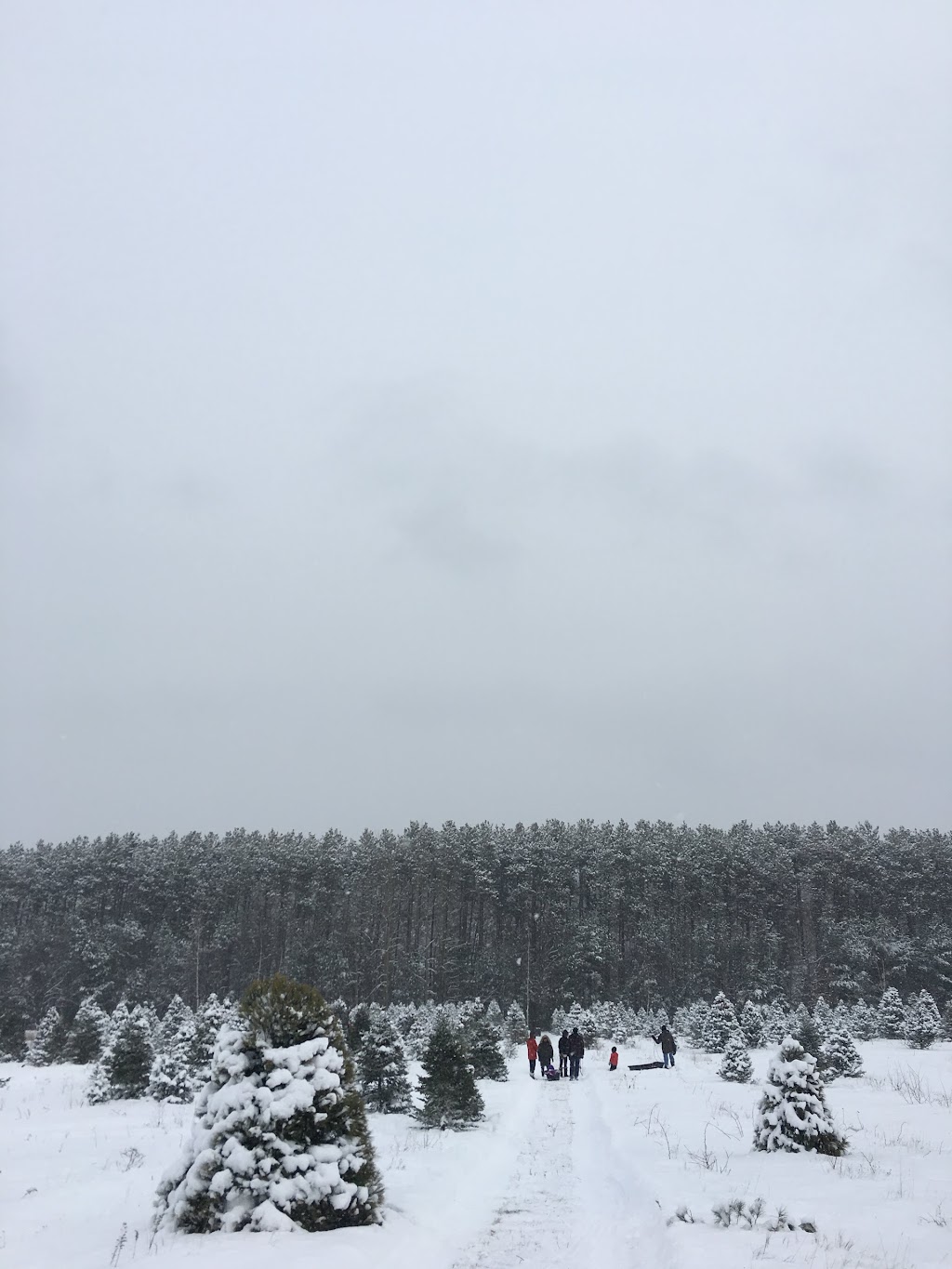 Desroches Tree Farm | 334 Macavalley Rd, Tiny, ON L9M 1R2, Canada | Phone: (705) 549-2271