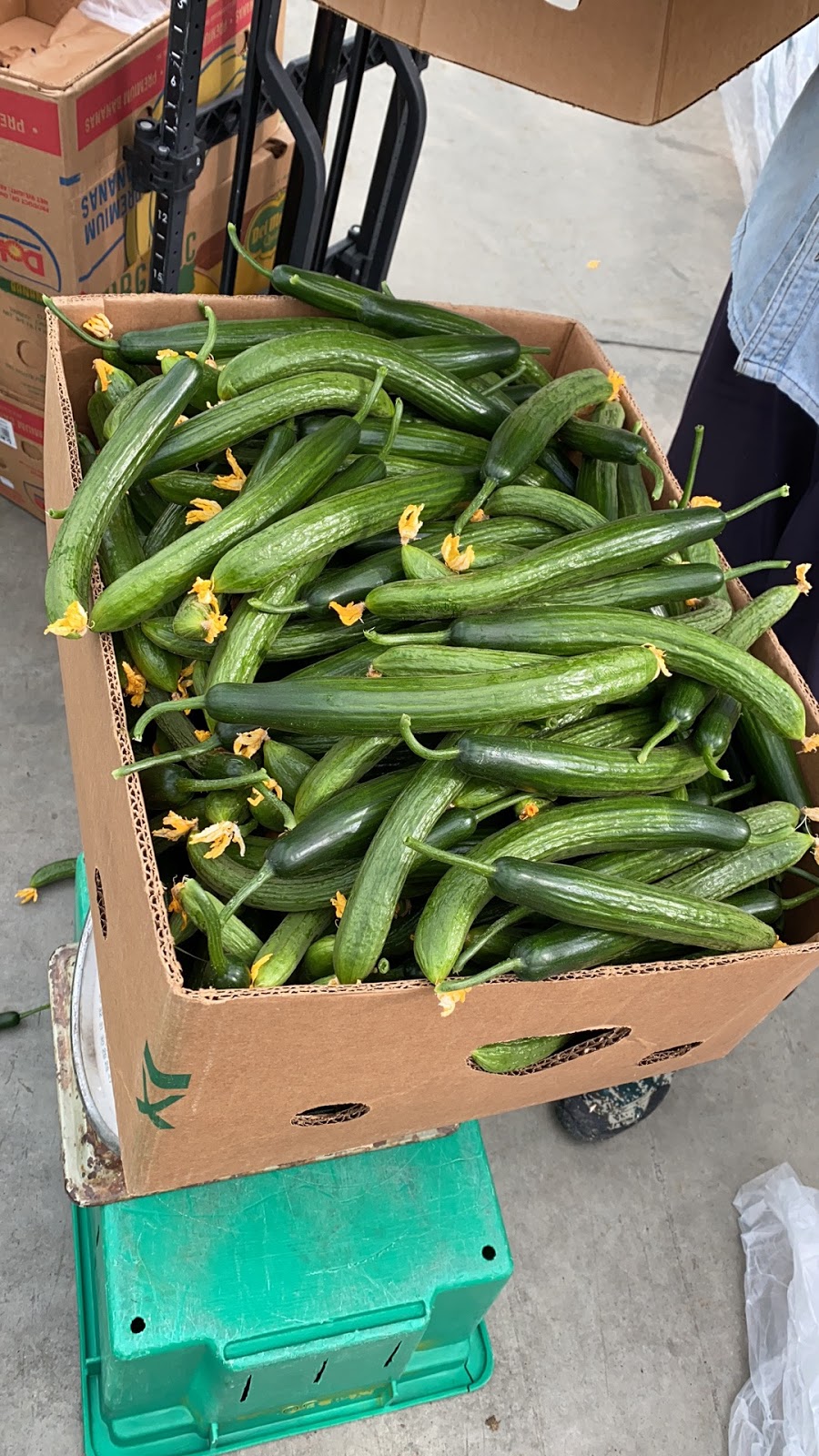Canada Champion Farms Ltd. | 8871 Sidaway Rd, Richmond, BC V6W 1G7, Canada | Phone: (604) 270-1297