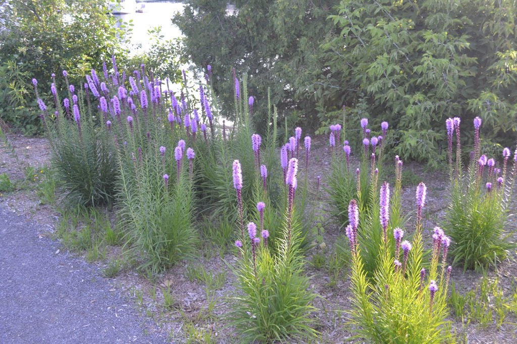 Isabel Morris Park | 20 Concession St, Lakefield, ON K0L 2H0, Canada | Phone: (705) 292-9507