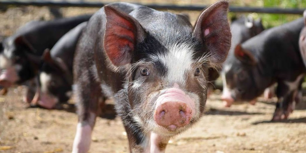 Kamp Kiki Animal Sanctuary | 782 Shannon Rd, Plainfield, ON K0K 2V0, Canada | Phone: (613) 391-9417