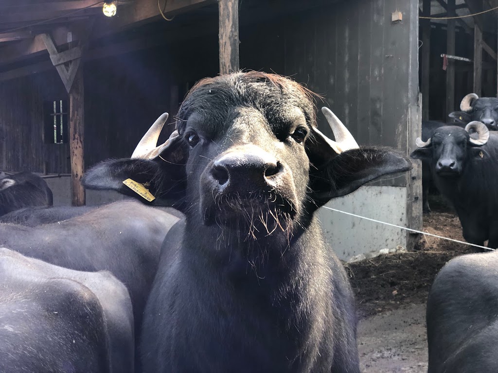 Coleman Meadows Farm | Alberni-Clayoquot D, BC V9Y 8Y9, Canada | Phone: (250) 724-0876