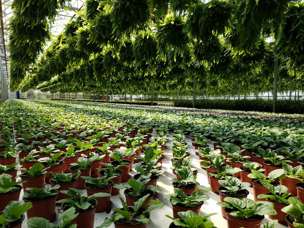 Midway Farms | 2295 Fourth Avenue Louth, Jordan Station, ON L0R 1S0, Canada | Phone: (905) 562-3189
