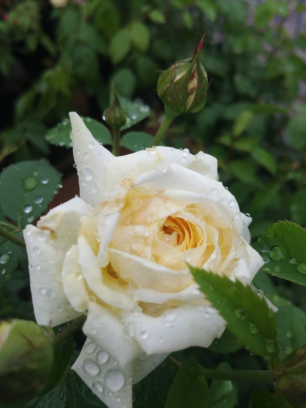 The Gardening Place Ltd | 740 Steeles Ave W, Brampton, ON L6Y 0B1, Canada