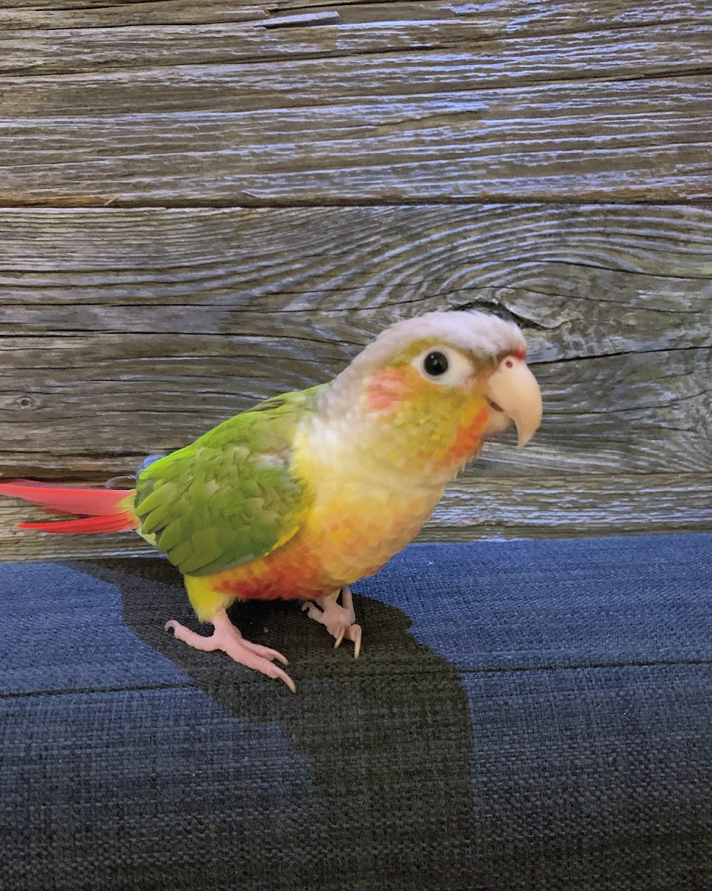 Laval Veterinary Centre | 4530, A. 440, Laval, QC H7T 2P7, Canada | Phone: (450) 781-1200