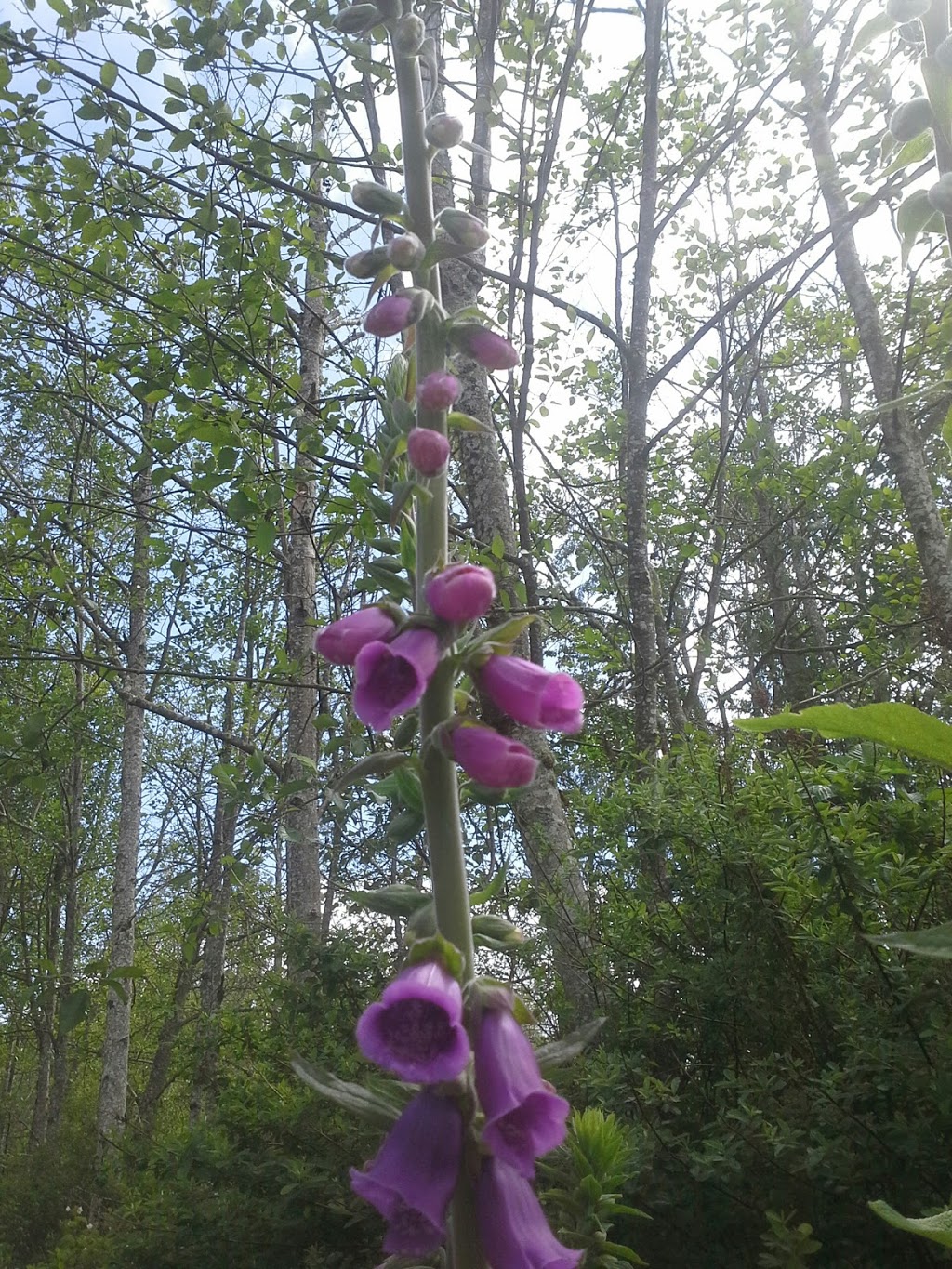Whatcom County Parks & Rec | 3373 Mt Baker Hwy, Bellingham, WA 98226, USA | Phone: (360) 733-2900