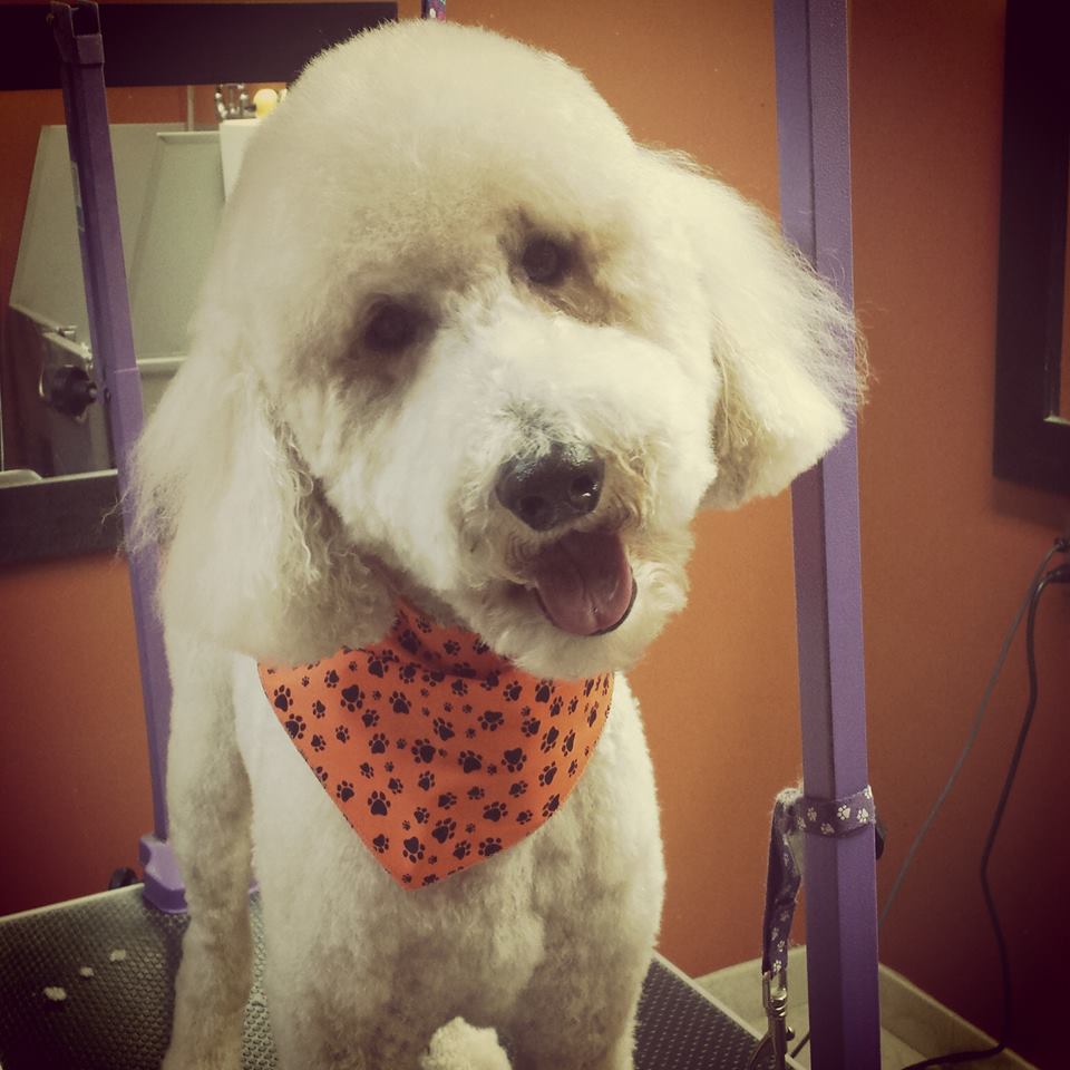 Westmount Neighbourhood Pet Clinic | 851 Wonderland Rd S, London, ON N6K 4T2, Canada | Phone: (519) 649-0080