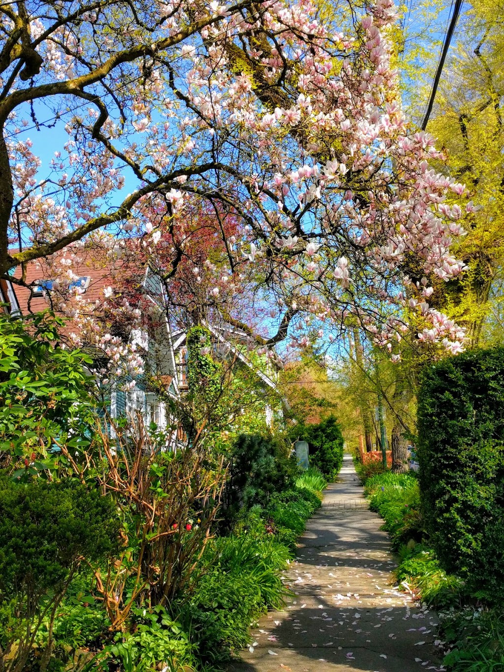 McSpadden Park | 2125 Victoria Dr, Vancouver, BC V5N 5Y4, Canada