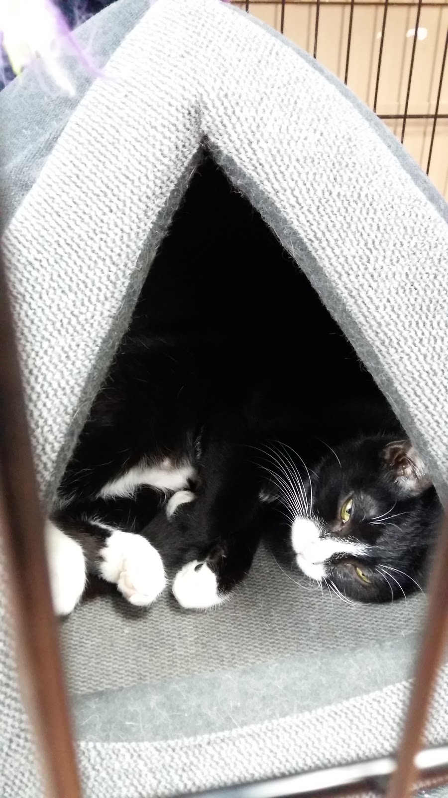 Pet Valu | 339 College St W, Toronto, ON M5T 1S2, Canada | Phone: (416) 944-0314