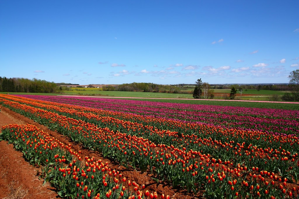 Vanco Farms Ltd | 9311 Trans-Canada Hwy, Mount Albion, PE C1B 0R4, Canada | Phone: (902) 651-2970