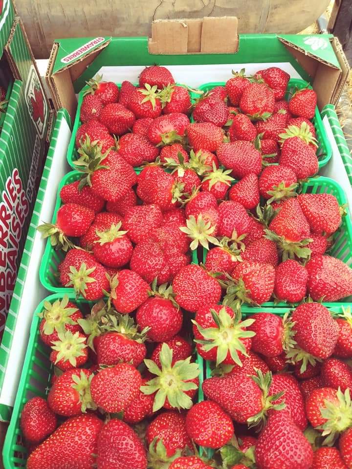 Brambleberry Farm | 9 Mitchell Rd, Wooler, ON K0K 3M0, Canada | Phone: (613) 398-8350