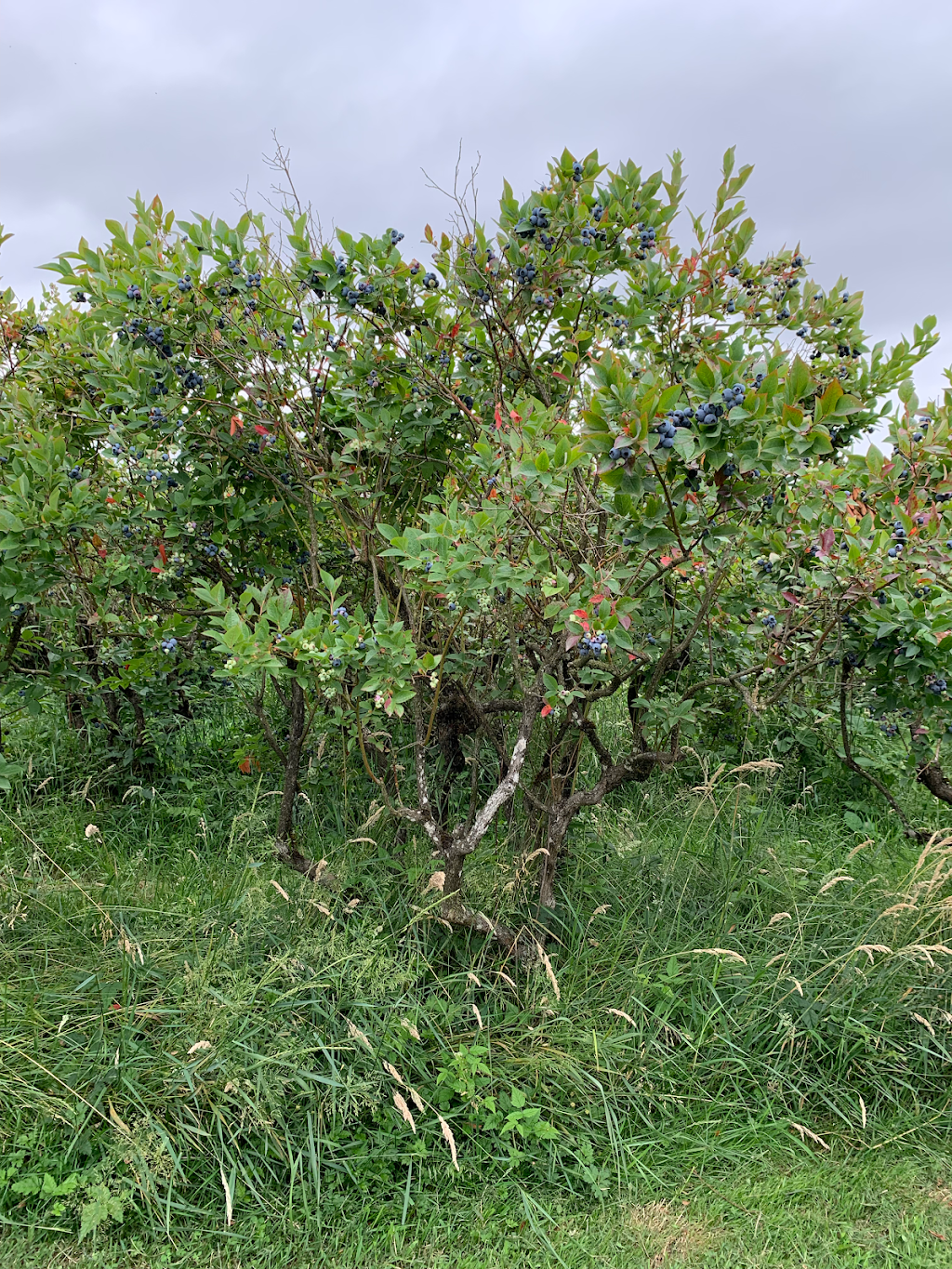 Matsqui Blue Farms | 34621 Hallert Rd, Abbotsford, BC V3G 1R3, Canada | Phone: (604) 859-8918