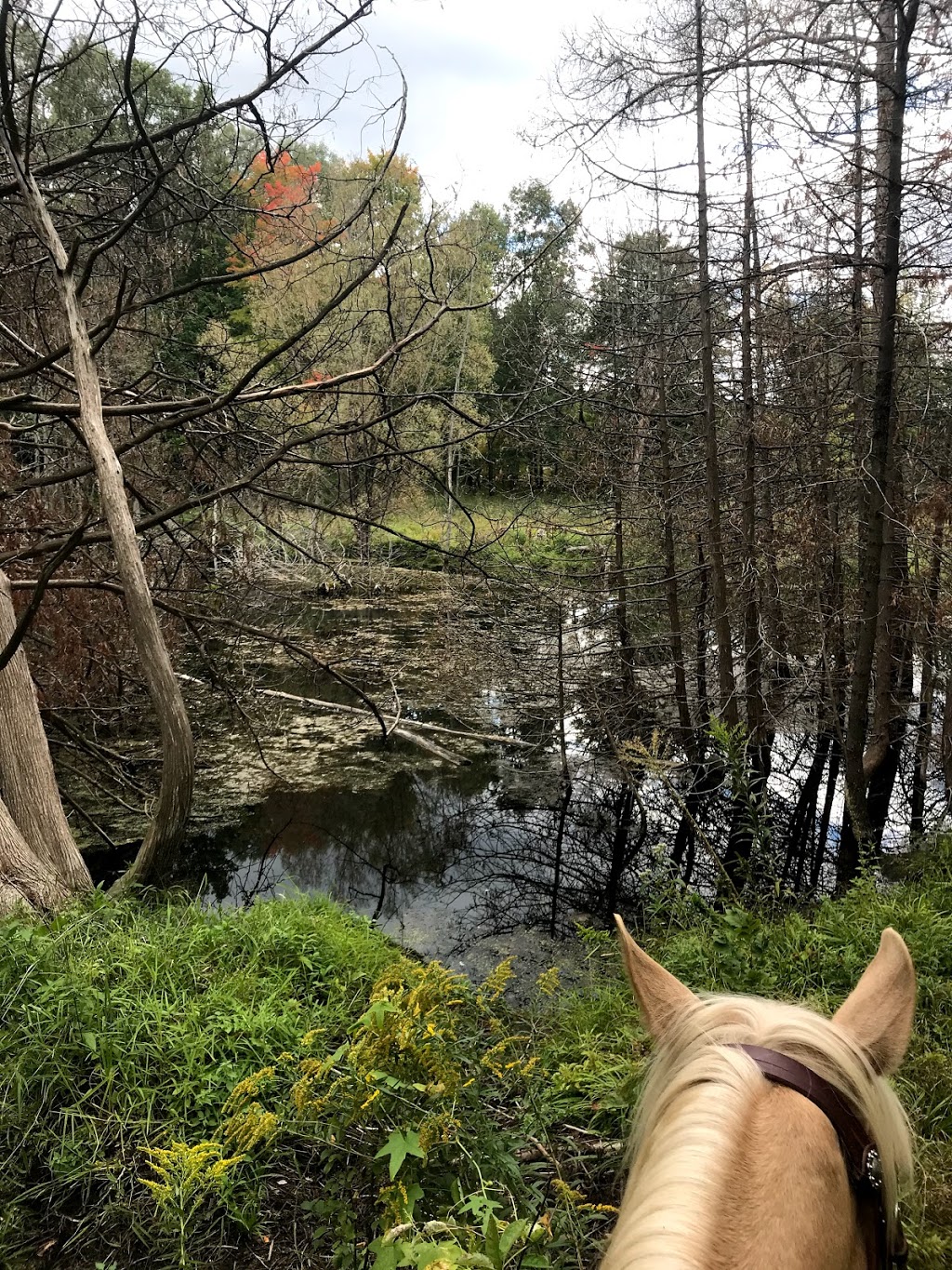 Wildcard Stables | 4941 Vivian Rd, Cedar Valley, ON L0G 1E0, Canada | Phone: (647) 201-2590
