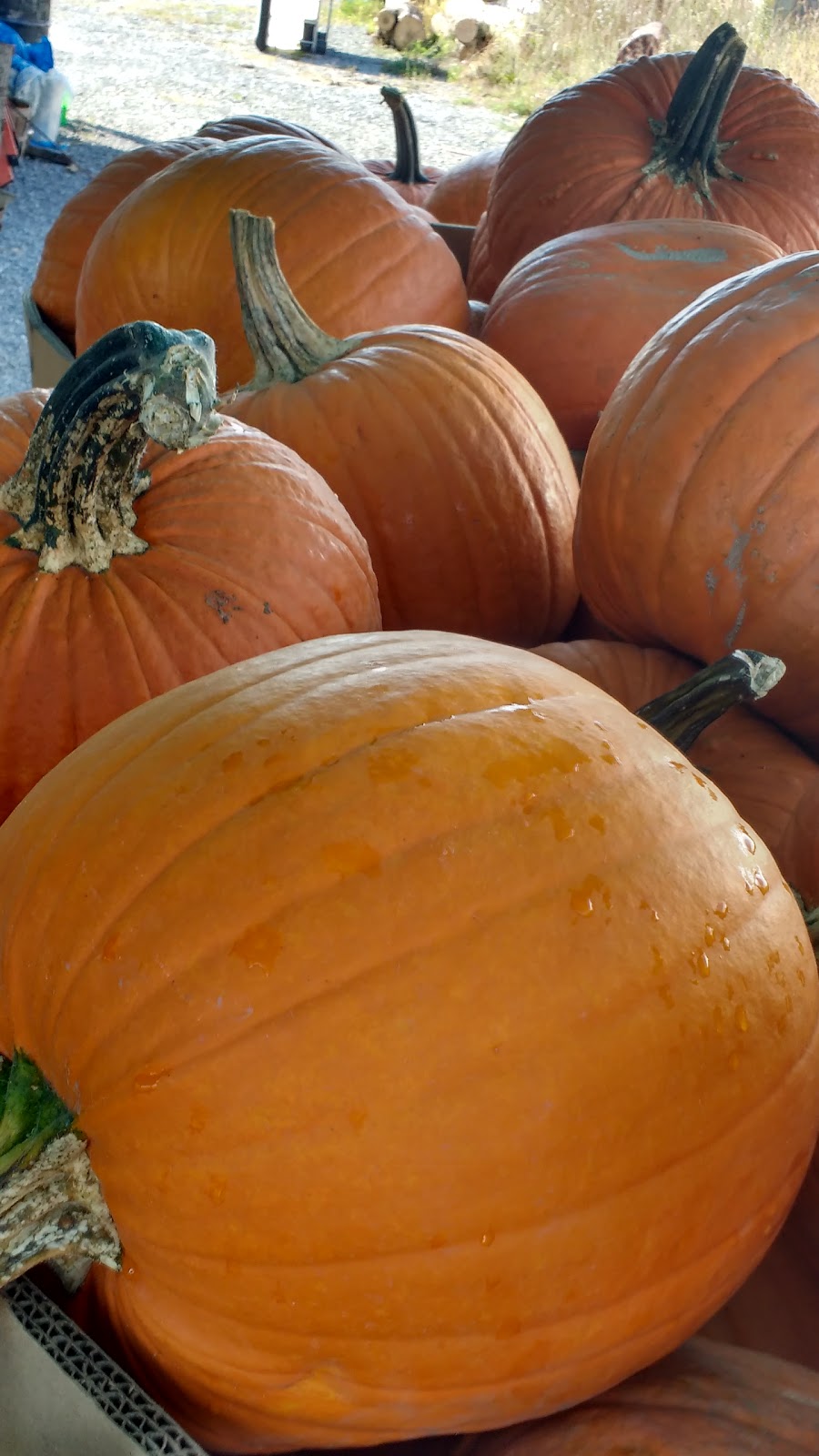 Silverbrooke Garden Centre | 3071 Rutledge Rd, Sydenham, ON K0H 2T0, Canada | Phone: (613) 376-7632