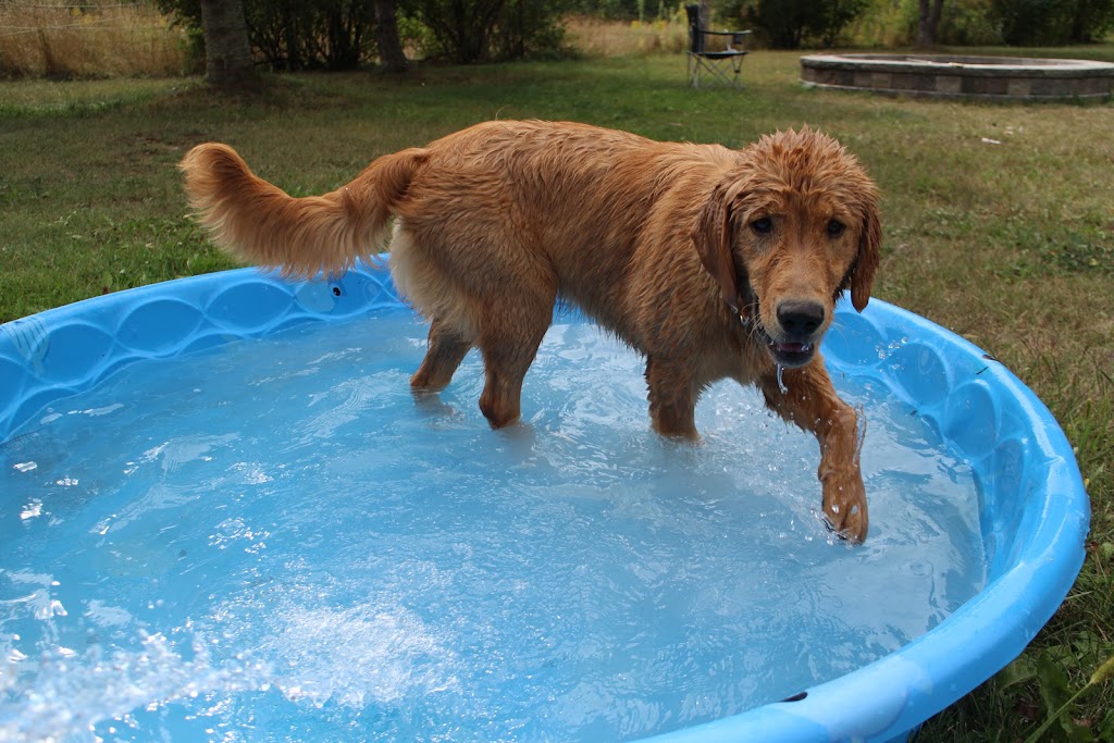 Endless Pawtential | 304 Norris Rd, Perth, ON K7H 3C6, Canada | Phone: (613) 267-8575