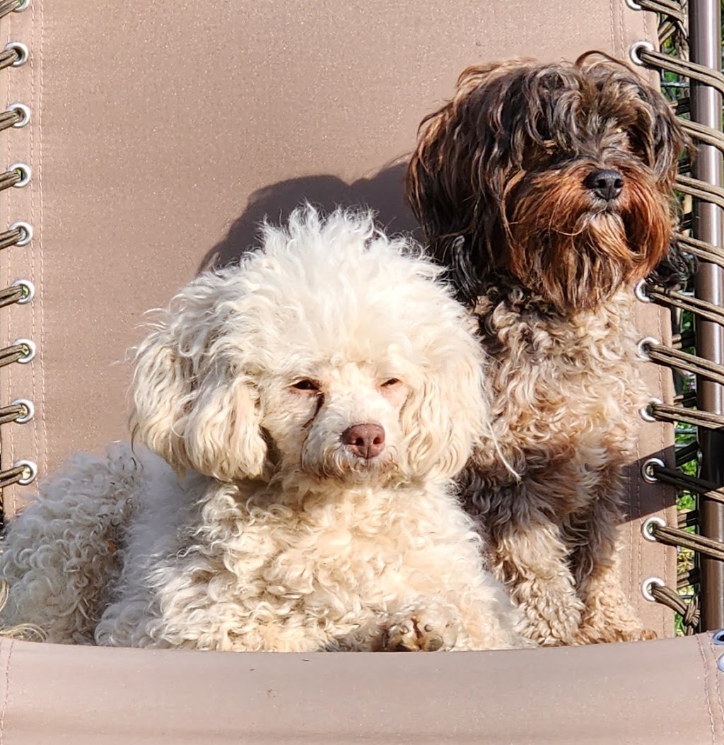 Le paradis du chien s.e.n.c. | 2240 Rang Fontarabie, Sainte-Ursule, QC J0K 3M0, Canada | Phone: (450) 835-7555