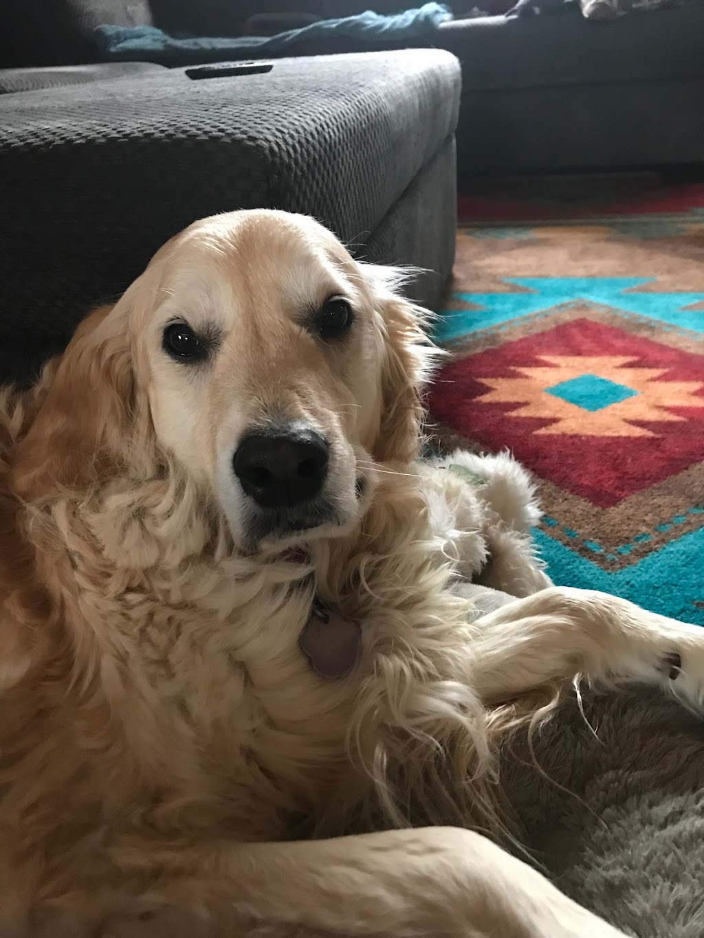 Steeples Veterinary Clinic | 3410 Victor Rd, Cranbrook, BC V1C 7B7, Canada | Phone: (250) 489-3451