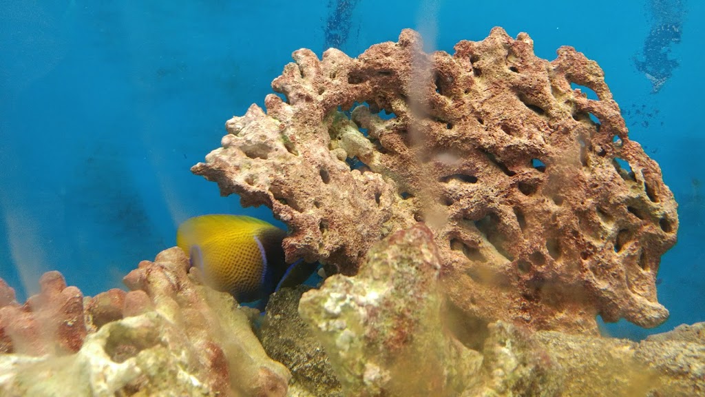 Pauls Aquarium | 7533 135 St #108, Surrey, BC V3W 0N6, Canada | Phone: (604) 572-4649