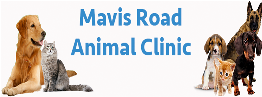 Mavis Road Animal Clinic | 3095 Wolfedale Rd, Mississauga, ON L5C 1V8, Canada | Phone: (905) 275-2782