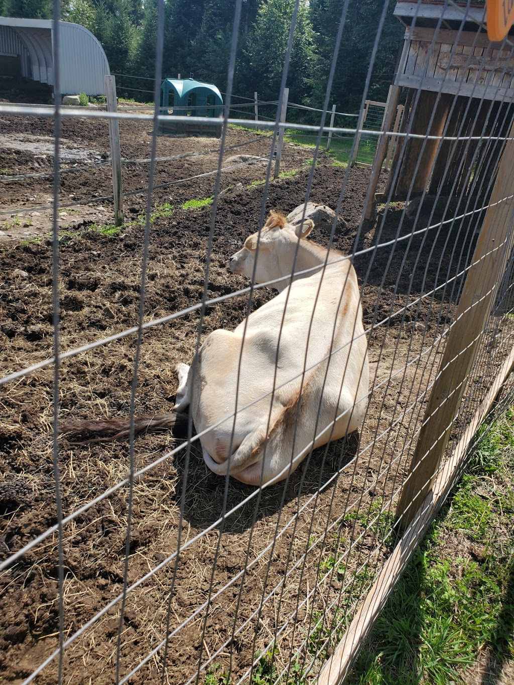 Ranch LaDouceur | 6250 Chemin du 10e Rang, Sainte-Agathe-des-Monts, QC J8C 0N6, Canada | Phone: (819) 321-1329