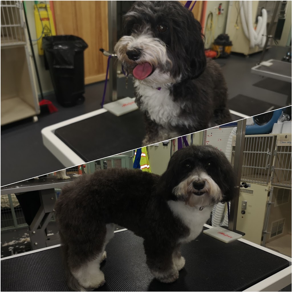 All About Grooming | 727 Speedvale Ave W, Guelph, ON N1K 1E6, Canada | Phone: (519) 824-2724