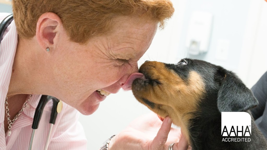 Blue Cross Animal Hospital | 132 Danforth Ave, Toronto, ON M4K 1N1, Canada | Phone: (416) 469-1121