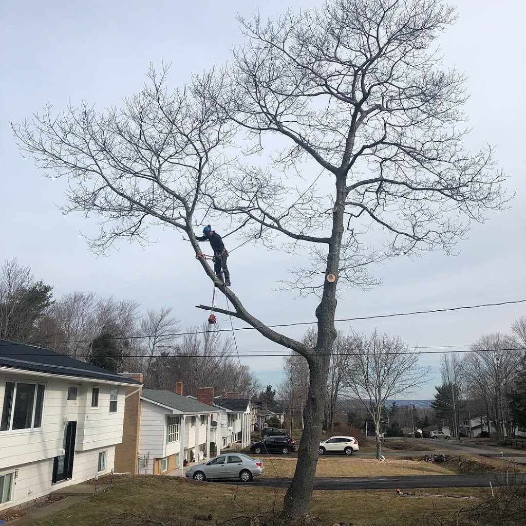 Treeborgs | 1738 Deep Hollow Rd, Wolfville, NS B4P 2R2, Canada | Phone: (902) 300-2149