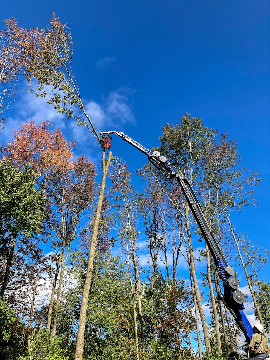 Florapine Tree Service Inc. | 8768 ON-6, Arthur, ON N0G 1A0, Canada | Phone: (519) 848-5889