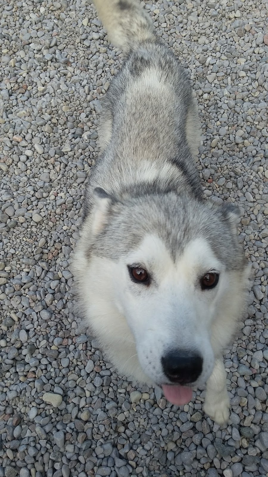 Dogs InVouge | 121 Murphy Rd, Angus, ON L0M 1B1, Canada | Phone: (705) 424-9550