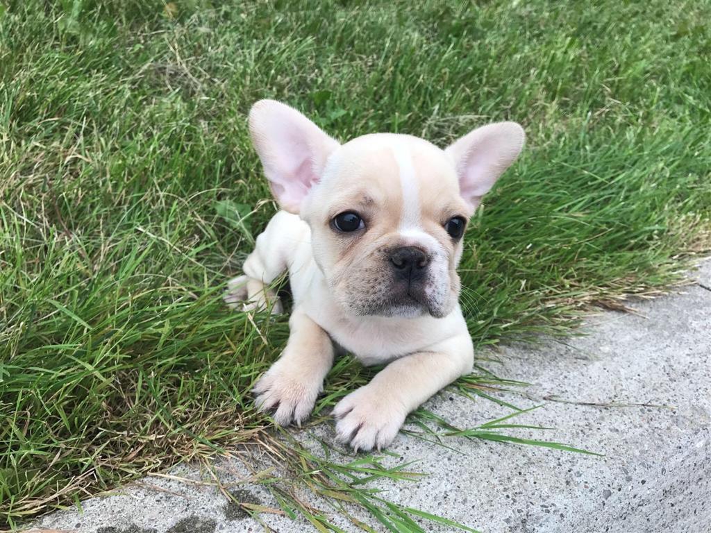 Little Puppies Canada | 611 Sandringham Dr, Waterloo, ON N2K 3L8, Canada | Phone: (226) 978-5755