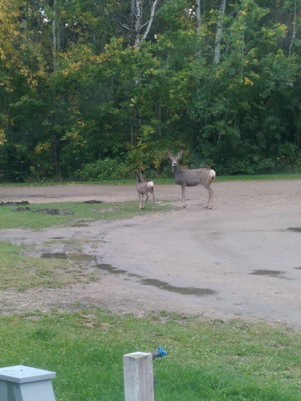 Lessard Lake Campground | Alberta T0E 0J0, Canada | Phone: (780) 284-3643