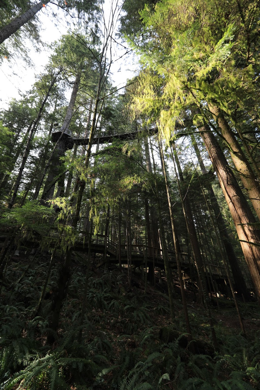 Capilano Suspension Bridge Park – Raptors Ridge | Unnamed Road, West Vancouver, BC V7S 1J5, Canada | Phone: (604) 985-7474