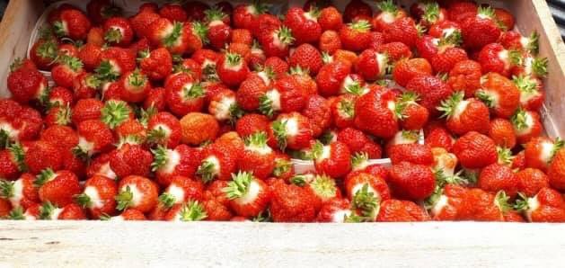 W.E.E. Pick U Pick Strawberries | 1243 Pereau Rd, Canning, NS B0P 1H0, Canada | Phone: (902) 679-9621