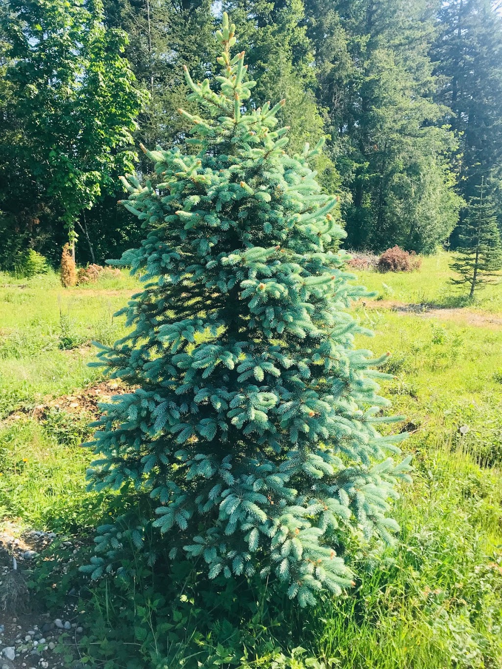 Tannenbaum Christmas Tree Farm | 5398 252 St, Aldergrove, BC V4W 1T1, Canada | Phone: (778) 552-3259