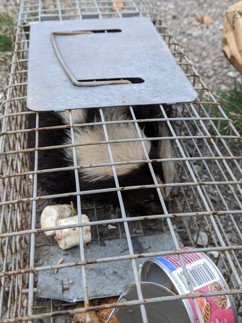 Shamrock Wildlife Control | 49 Gill Rd, Grand Bend, ON N0M 1T0, Canada | Phone: (289) 668-8062