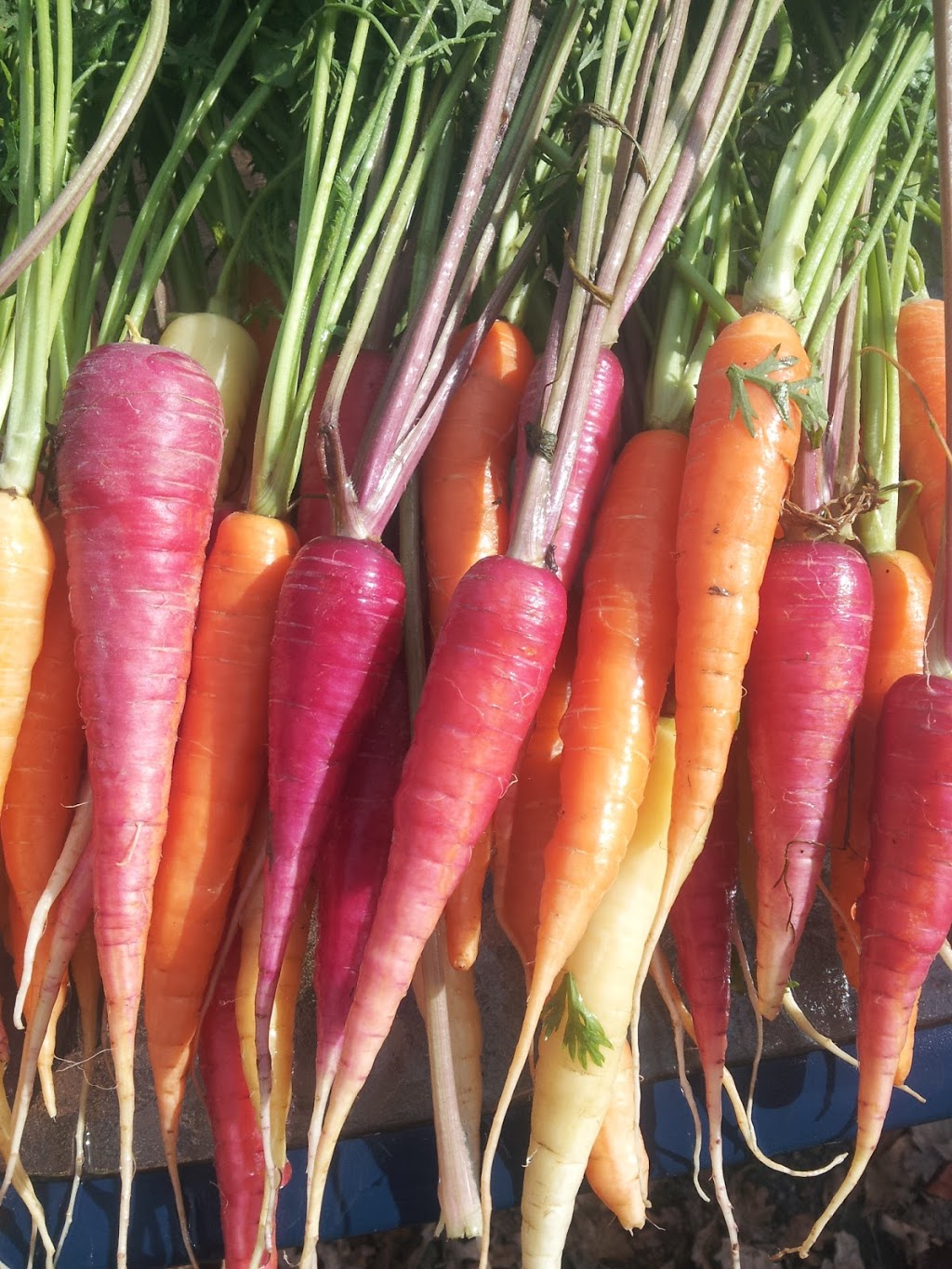 Mikes Garden Harvest | 436 River Rd, Gloucester, ON K1V 1E7, Canada | Phone: (613) 314-3104