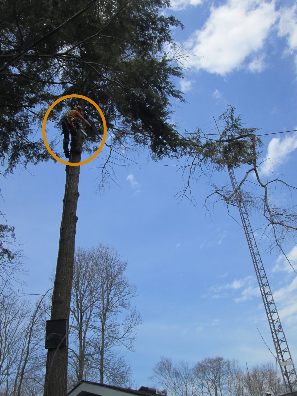 Grey Bruce Tree Workers | 11 Cameron St, Tiverton, ON N0G 2T0, Canada | Phone: (800) 561-7629