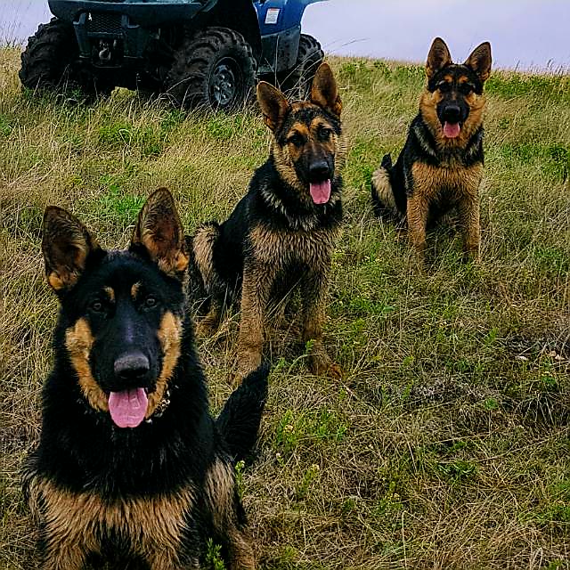 Narrow Lakes German Shepherds | R.R.#1, Richard, SK S0M 2P0, Canada | Phone: (306) 480-8017