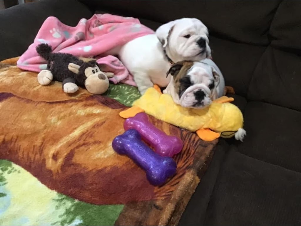 Majestic Island Bulldogs | 3041 Brackley Point Rd, Brackley Beach, PE C1E 2N8, Canada | Phone: (902) 672-1400